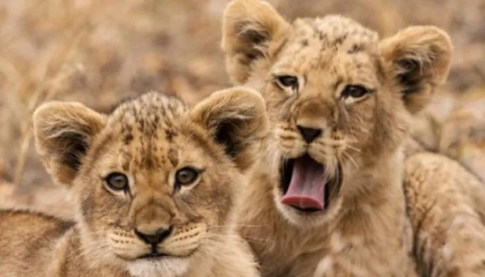 Lion Cubs